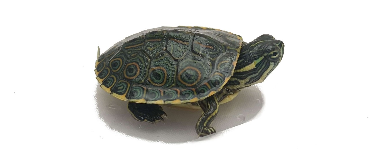 Trachemys grayi emolli