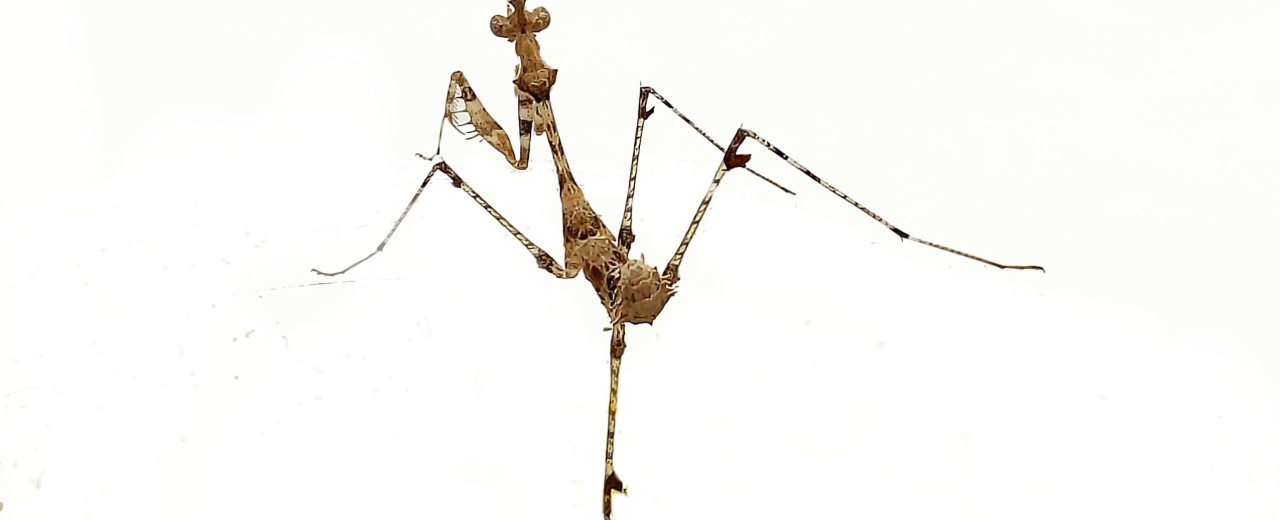 Sibylla pretiosa
