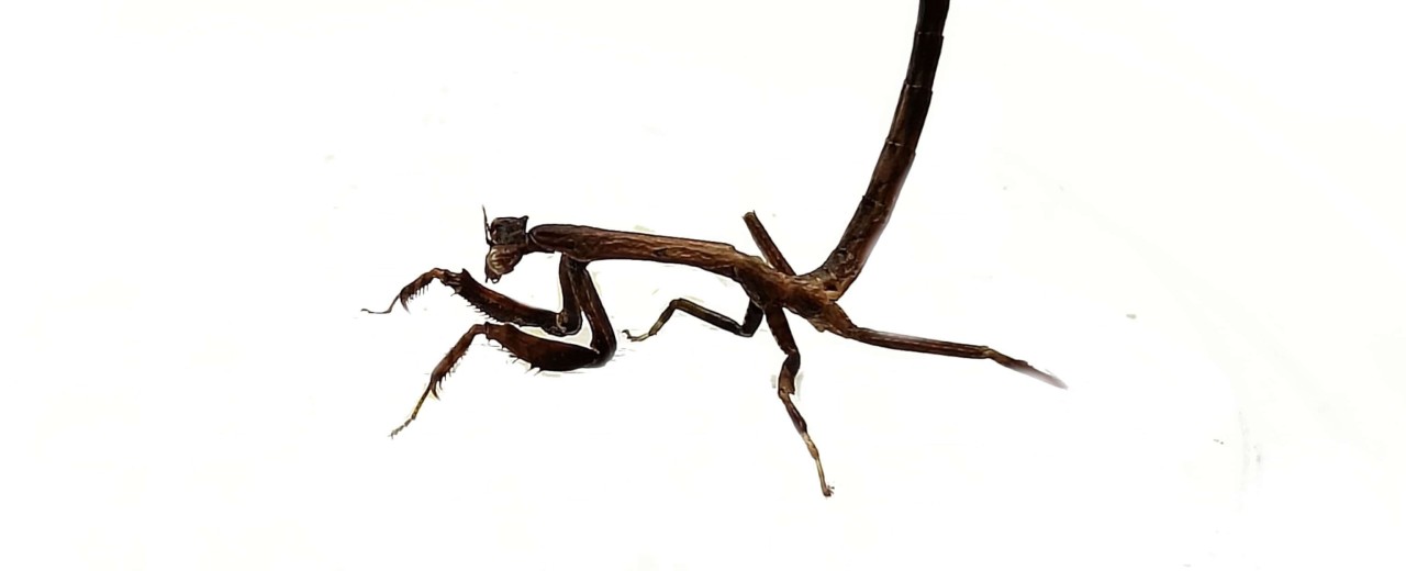Modliszka patyczakowata (Popa spurca crassa)