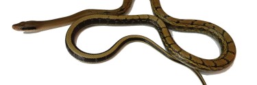 Połoz smugooki (Elaphe taeniura taeniura) ex. Wąż chiński - Orthriophis taeniurus taeniurus