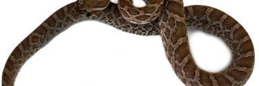 Wąż preriowy (Pantherophis emoryi)