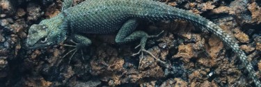 Sceloporus minor
