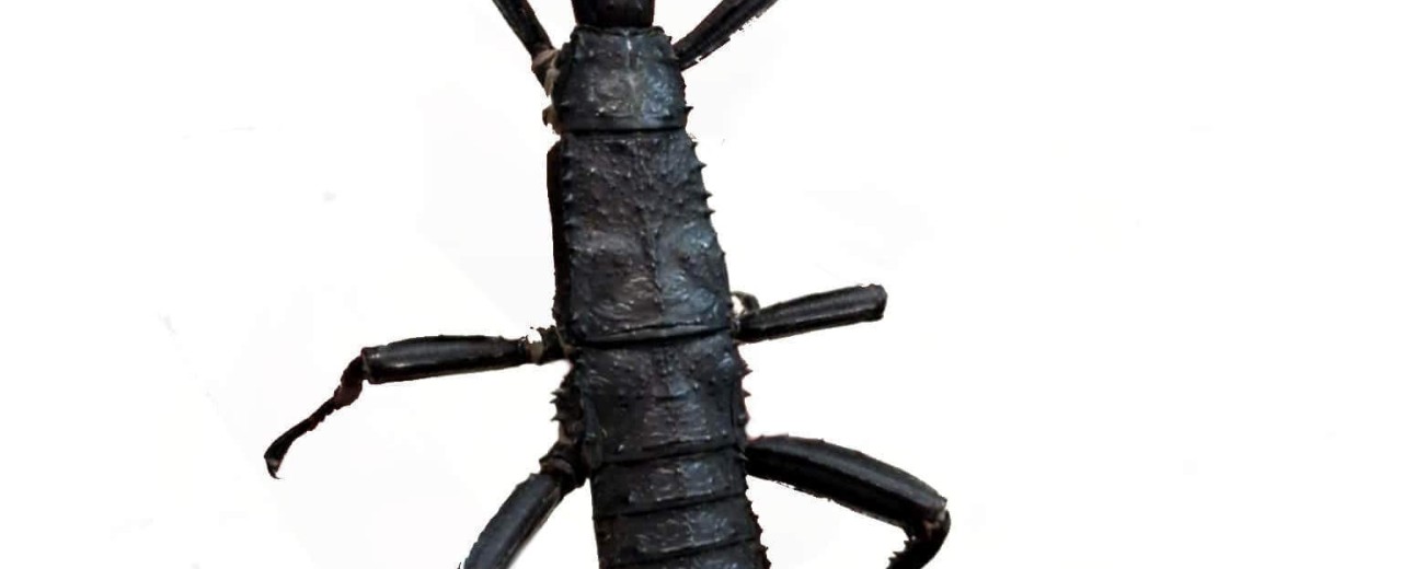 Straszyk nowogwinejski (Eurycantha calcarata)