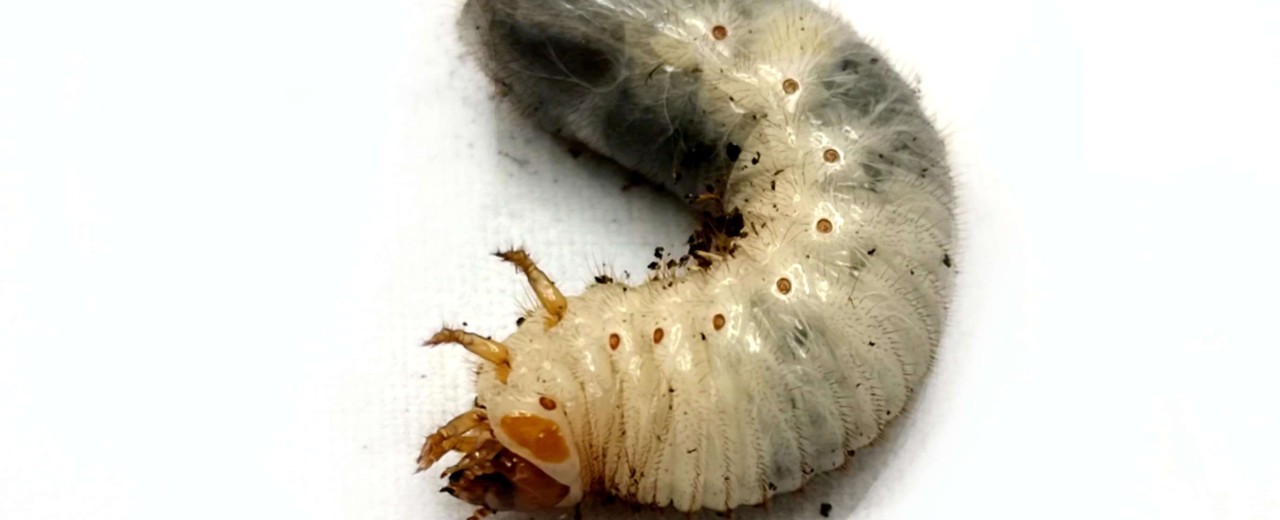 Dynastes grantii