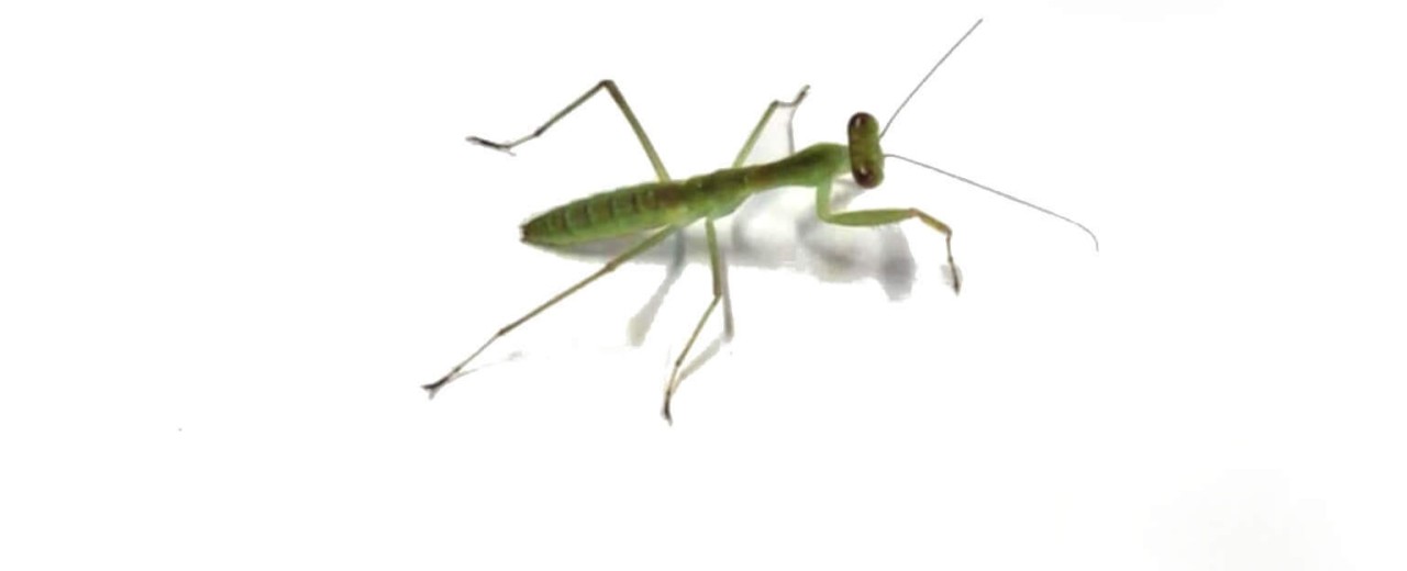  Rhombodera latipronotum
