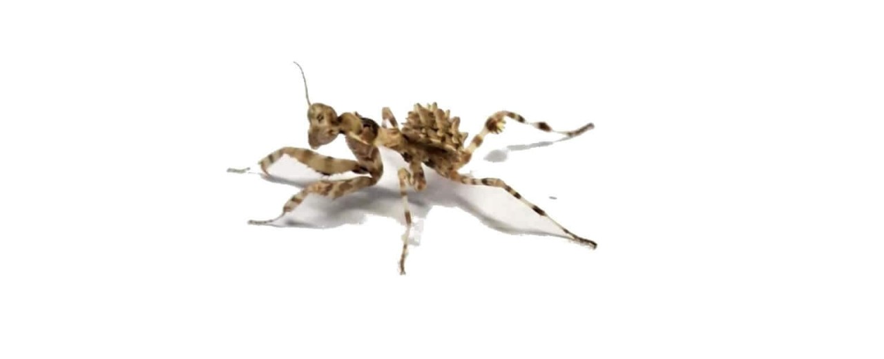 Blepharopsis mendica