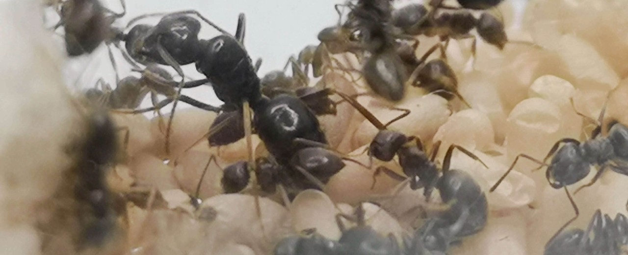 Lasius fuliginosus