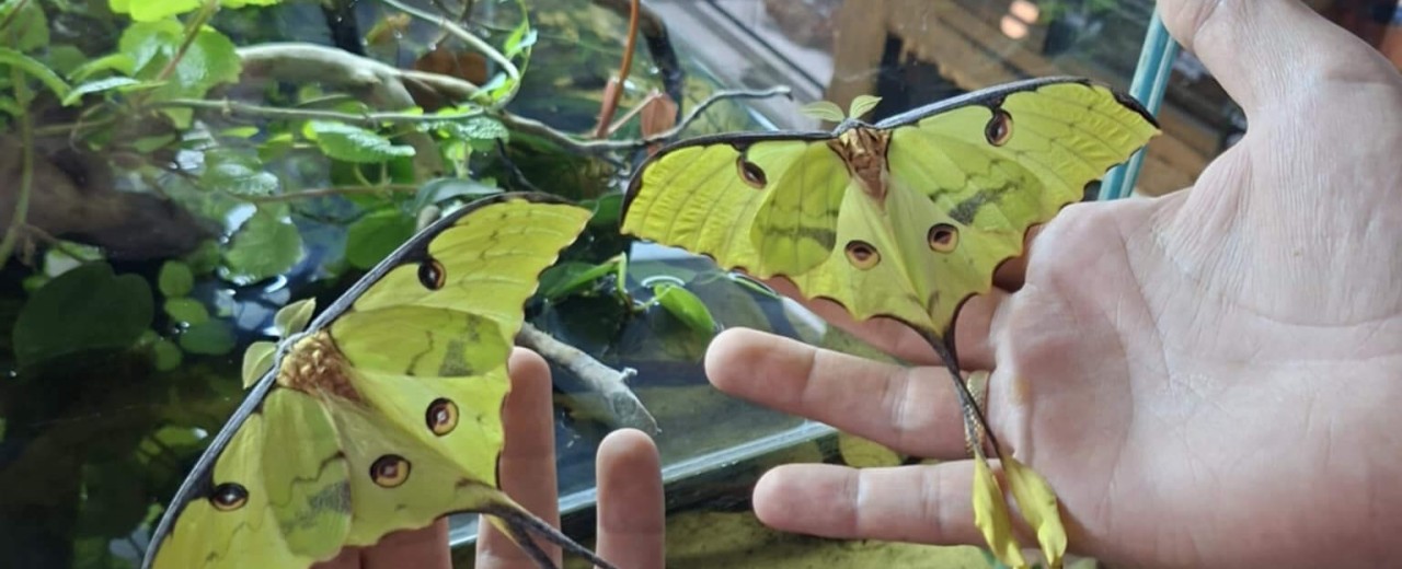Argema Mimosae