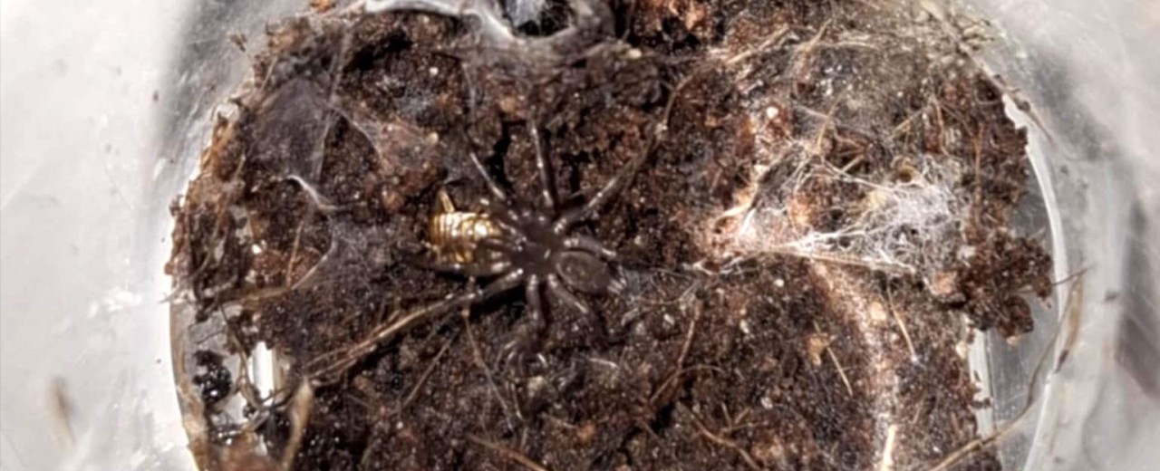 Fufius lancius