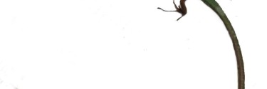 Takydromus smaragdinus