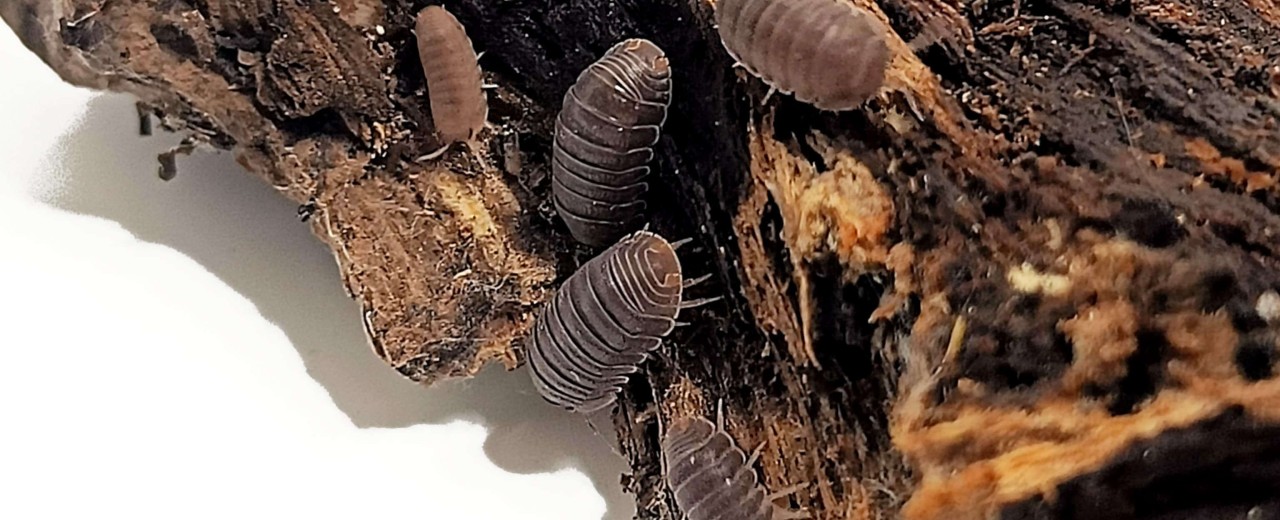 Cubaris murina