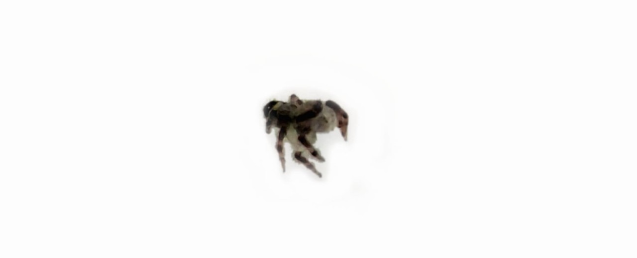 Hyllus diardi 