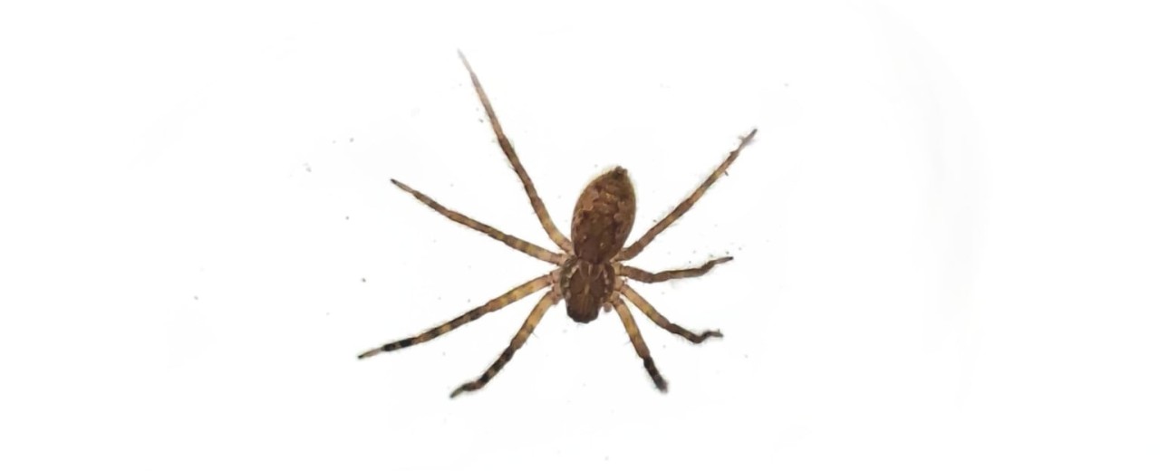 Cupiennius coccineus 