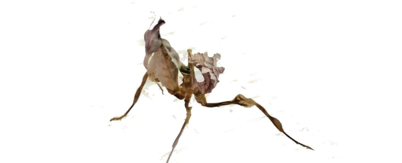 Modlszka diabelska (Idolomantis diabolica)