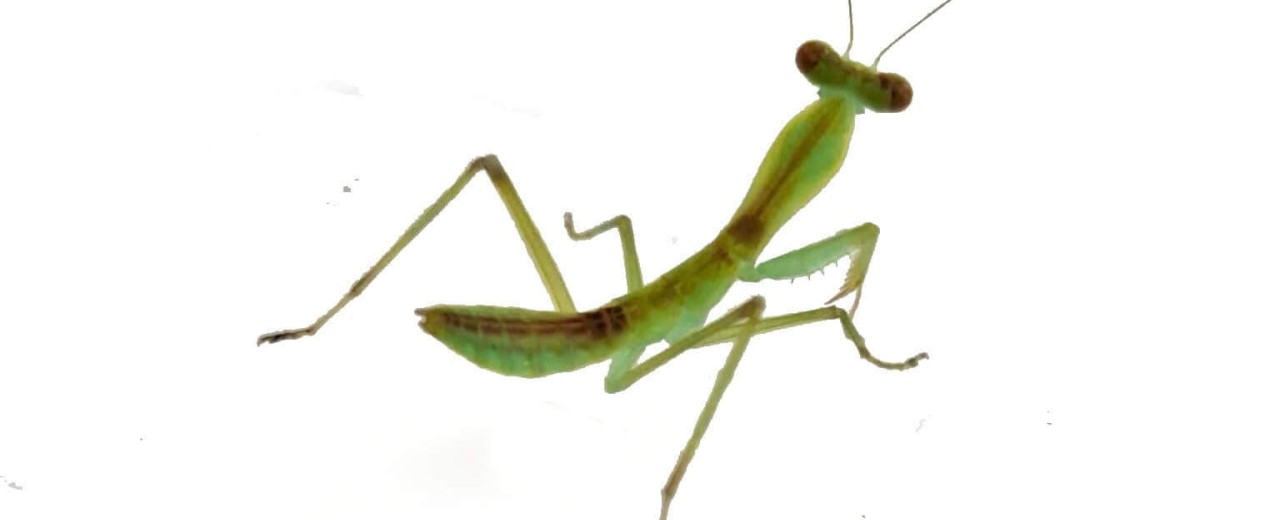 Rhombodera stalii