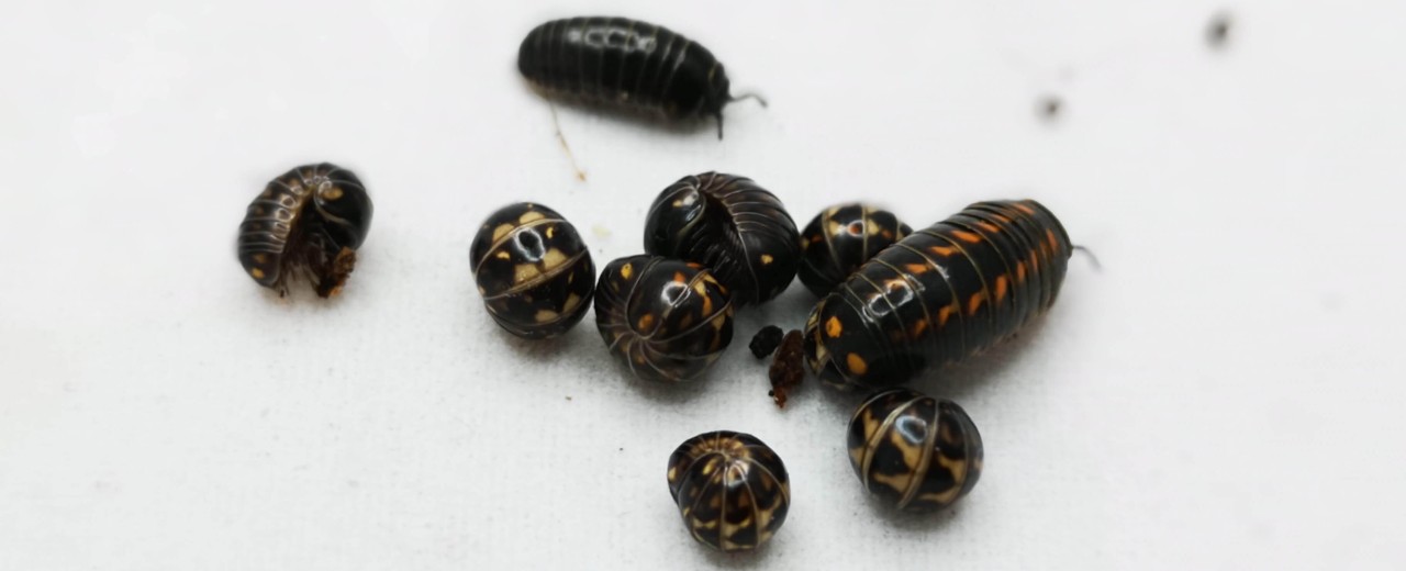 Skulica sp. (Glomeris sp.)